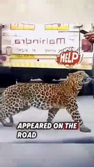 The kind man saved a helpless jaguar cub and helped it return to nature #rescue #jaguar
