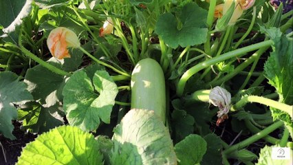 “Multiple Myeloma & Blood Cancers — Understanding Prognosis for Seniors”