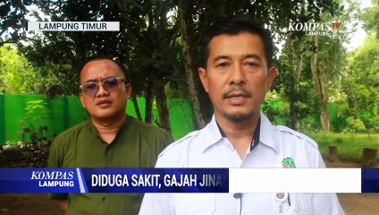 Diduga Sakit,Gajah Jinak Mati Di Way Kambas