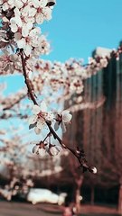 La heredera Oculta - Descarga ShortMax para el episodio completo