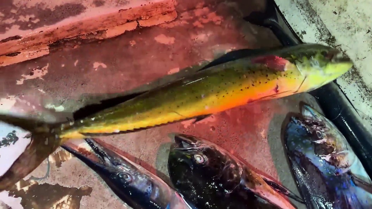 Gulf Royal Catch — Mastering the Deep Blue Challenge