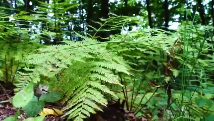 Peaceful Relaxing Music - Soothing Instrumental Music, Stress Relief, Claming Music, Sleep Music