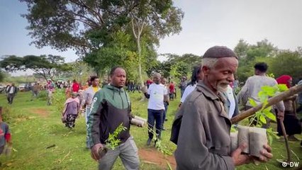 Äthiopiens grüne Mission: Milliarden Bäume für die Zukunft