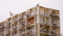 Seagulls flock to 'hotel' in Norway's far east