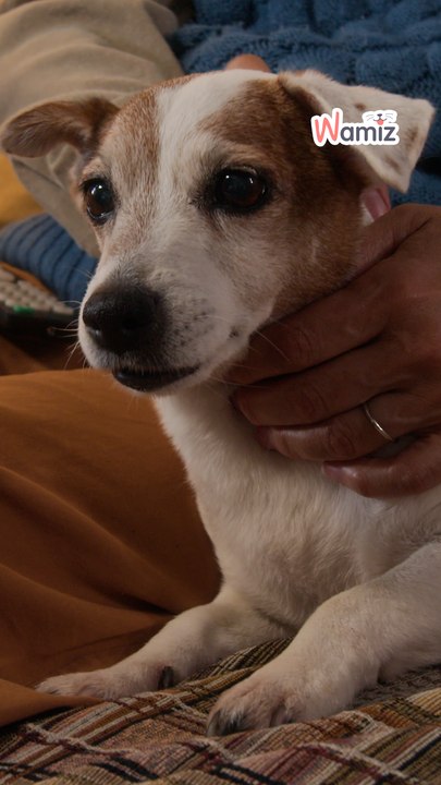 La pilule pour chien