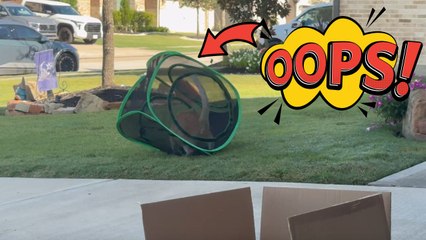 Playful cat in enclosure makes hilarious attempt to catch lizard