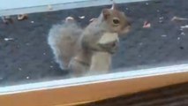 Adorable squirrel shows remarkable trust by relying on humans for his daily meal