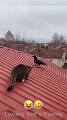 Funn Time virel duck cats funny 2025 dont try to laugh