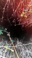 Cachorro é resgatado em buraco em Ceilândia