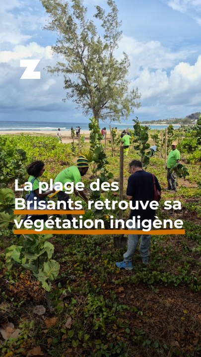 La plage des Brisants renoue avec sa végétation indigène