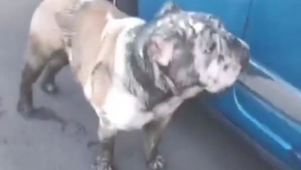 Woman covered in mud after rescuing her curious British Bulldog from river