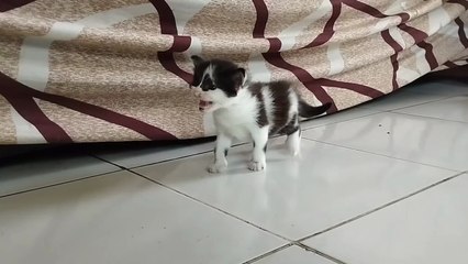 Cute baby kitty | Cute and funny kitten