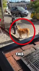 The kind grandma who feeds stray dogs every single day ❤️ #dog