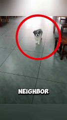 The puppy who visited every single day just to take his best friend out to play ❤️ #puppy #dog