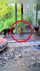 The proud cat who brought a tiny chipmunk as a surprise gift! #chipmunk #cat