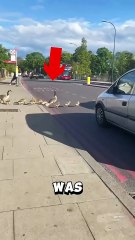 All the cars stopped when this brave goose family crossed the road ❤️ #goose