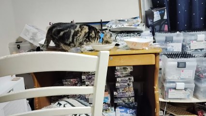 勝手に食器を舐めるミア2