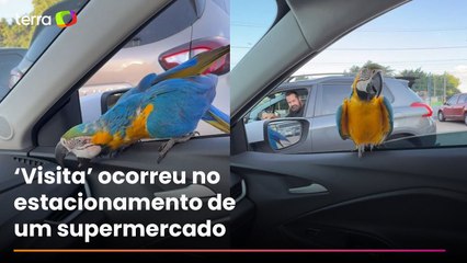 Arara pousa na janela de carro no DF e surpreende família