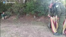 Andalucía confirma el hallazgo de una hembra adulta de lince ibérico en Cabra