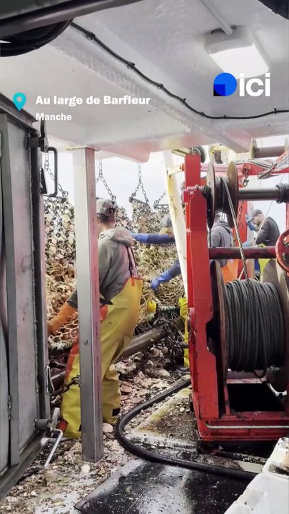 "Encore une bonne pêche" : dans la baie de Seine, les pêcheurs de coquilles Saint-Jacques ont le sourire