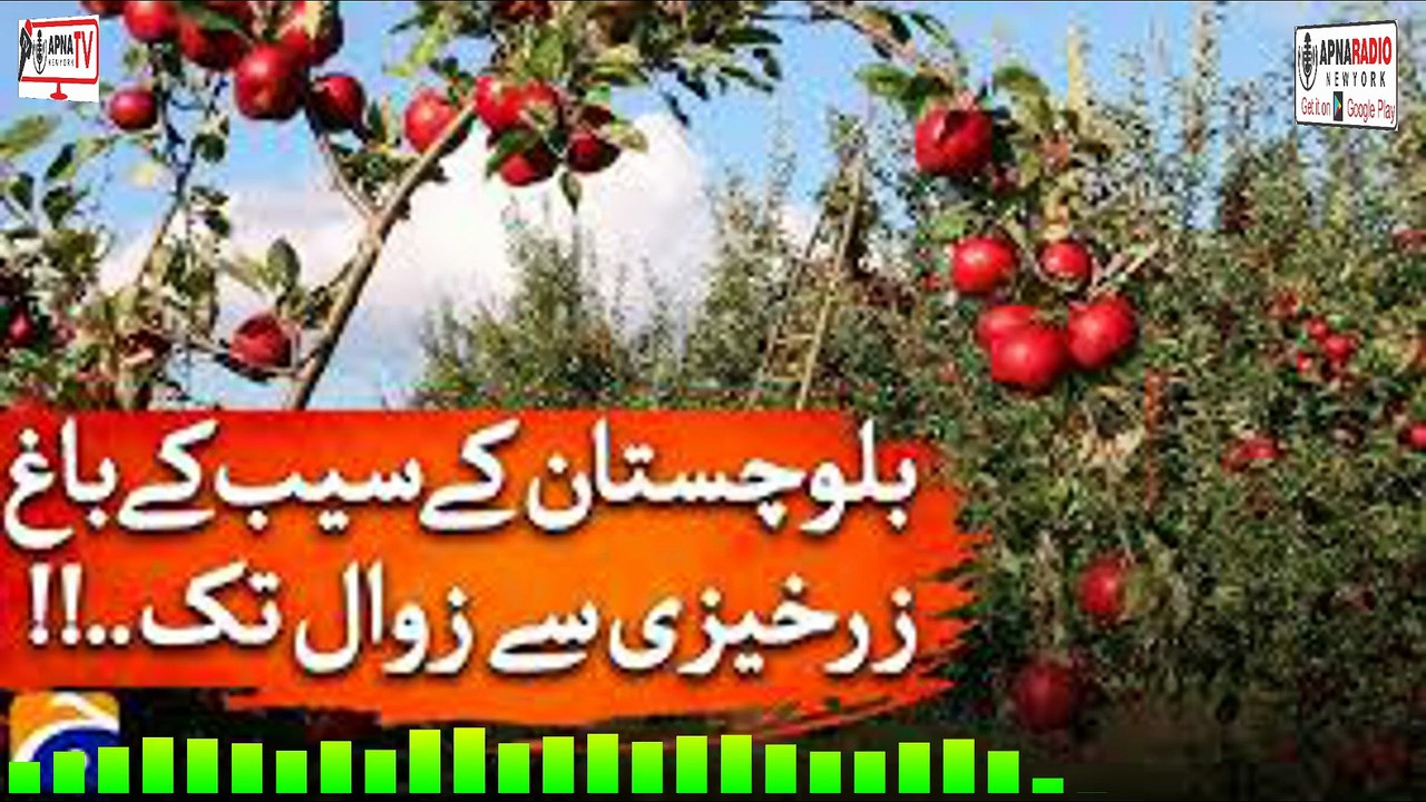19-11-2025  بلوچستان کے SIIB کے باغات زوال کی طرف کیسے گئے؟