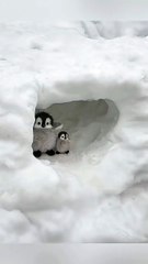 Hand-Feeding Adorable Fluffy Penguin Babies