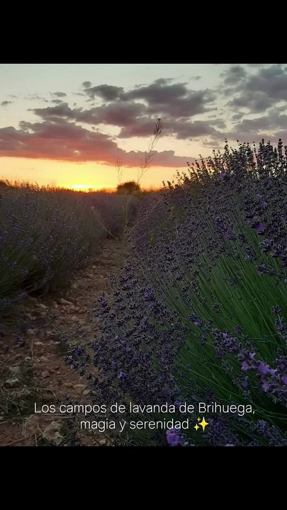 Campos de lavanda de Brihuega