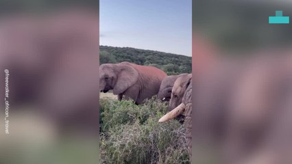 Elephants Coming to Say Hi and Try to Steal Camera