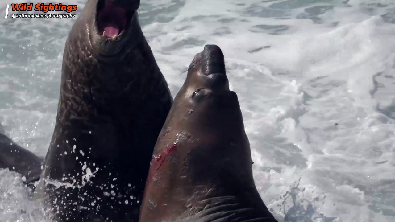 Giant Elephant Seals Brawl in the Surf for Beach Dominance