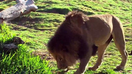 Introducing Izu the Lion: The King of His Domain