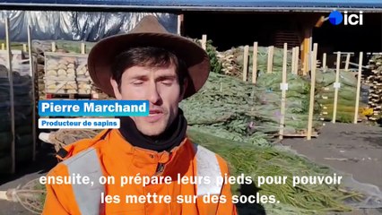 Sapin de Noël : "le best-seller en France, c'est un nordmann de 1,50 mètre"