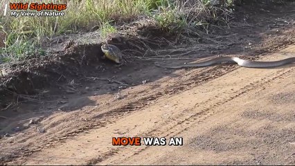Brave Frog vs. Relentless Snake: A Heart-Stopping Battle for Survival