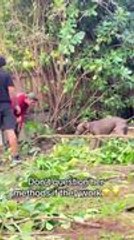 Dog Helps Pull Trees