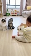 😹 Funny Cat Compilation 2025 – Non Stop Laughter Guaranteed  21