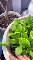 Fresh Spinach Growing in a Terrace Garden Pot 🌱