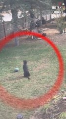 Ce chien se fait un nouvel ami au sein de la maison