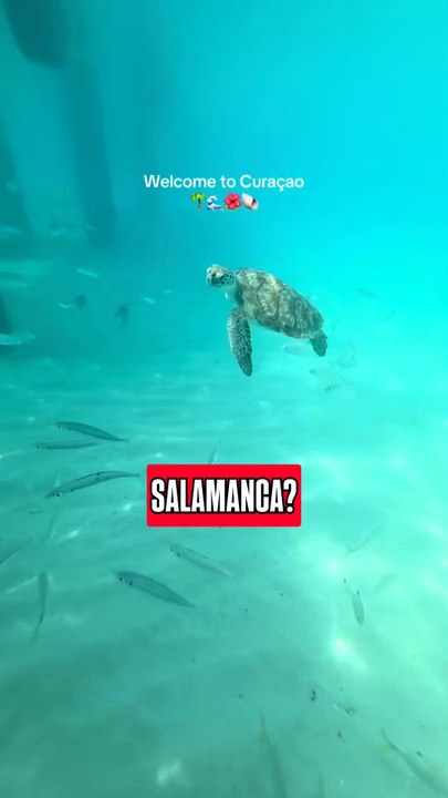 Curazao se clasifica para el Mundial 2026: ¿Qué sabemos de esta Selección?