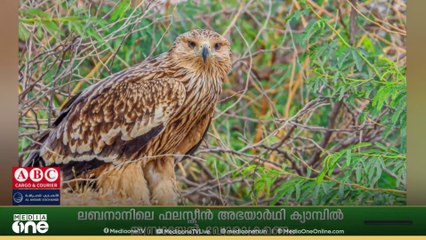 കുവൈത്തിൽ ശീതകാല കുടിയേറ്റത്തിനിടെ അപൂർവ ഇനം പക്ഷിയെ കണ്ടെത്തിയതായി റിപ്പോർട്ട്