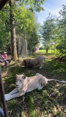 Ce musicien sait comment apaiser les lions du zoo