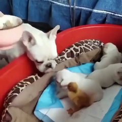 Cette maman chien apporte un intrus à l'heure du diner