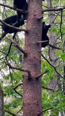 Un arbre plein d'oursons... Adorable