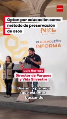 Conservación del oso negro en Nuevo León avanza con rescates clave