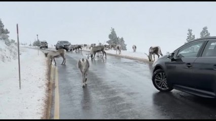 La Gran Bretagna alla sua prima ondata di freddo, renne al pascolo
