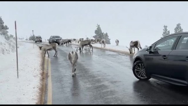 La Gran Bretagna alla sua prima ondata di freddo, renne al pascolo