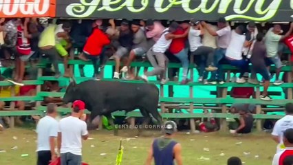 Corralejas Algarrobo 2025 | Toros de Jose Andrade