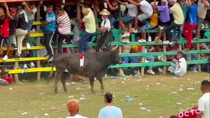 Corralejas Algarrobo 2025 | Toros de JJ Bertel
