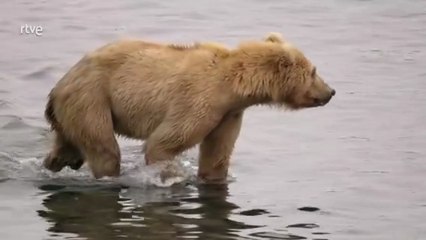 Documental Los osos gigantes de Alaska