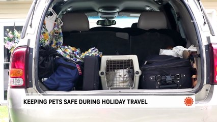 Keeping pets safe during holiday travel