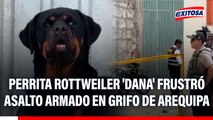 Arequipa: perrita Dana frustró asalto a grifo