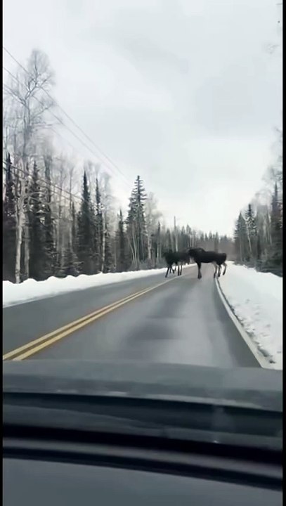 A chilling dashcam video from Alaska...